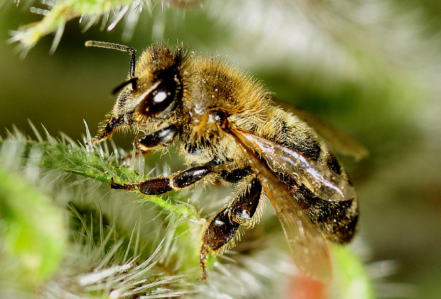 Hymenoptera - Apis mellifera Cfr cecropia